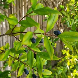  Appartamento Mirto Blu Italia